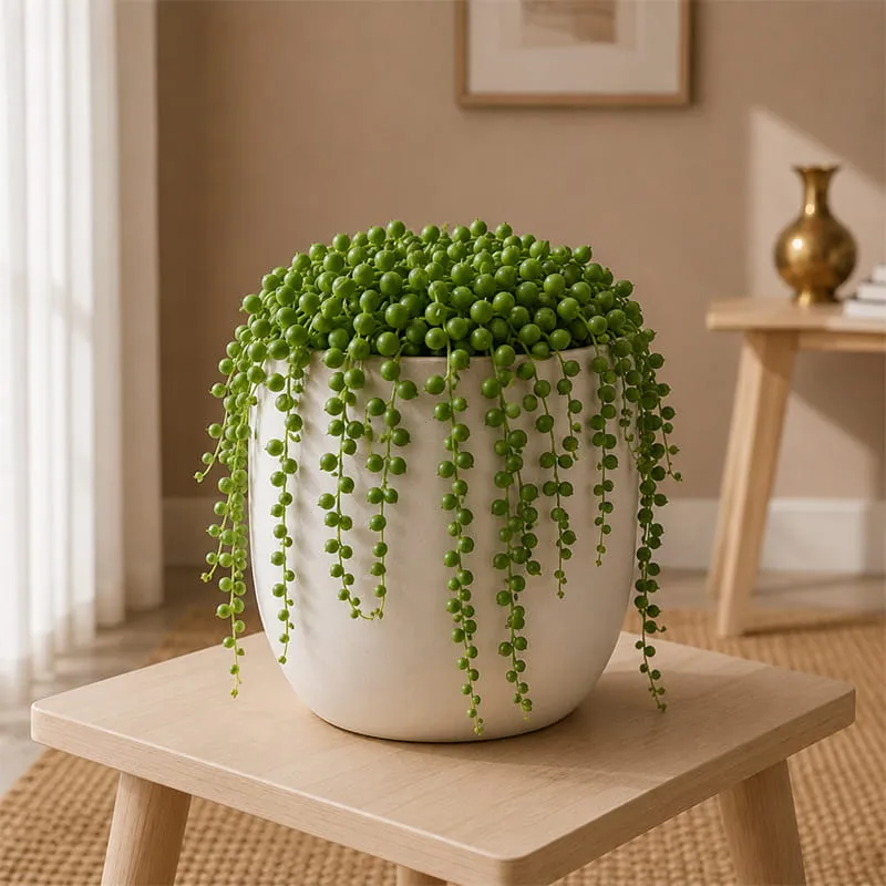 String of Pearls