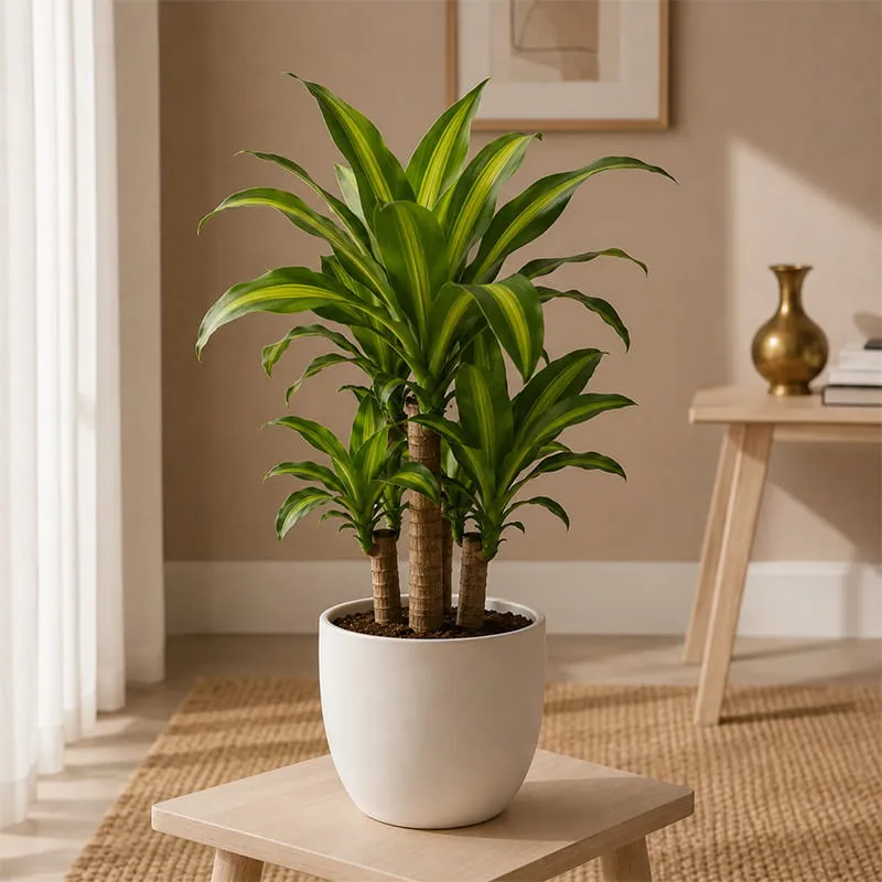 Brazilian Wood Plant
