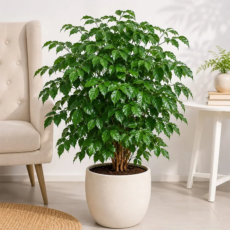 China Doll Plant