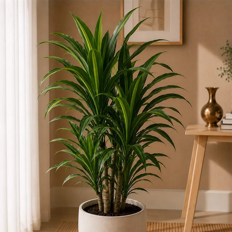 Dracaena Plant