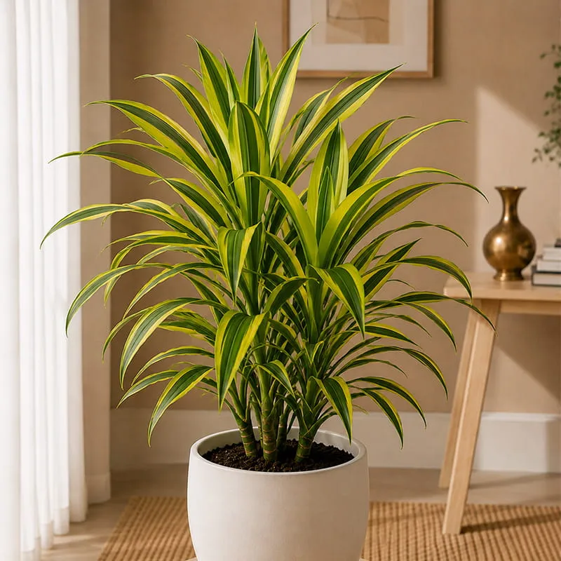 Dracaena Lemon Lime Plant