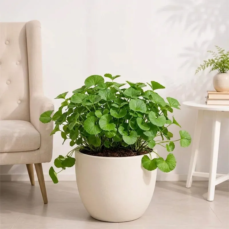 Mandukparni Plant