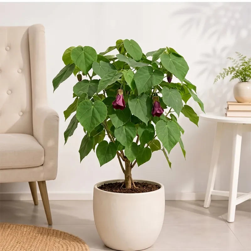 Ulatkambal Plant