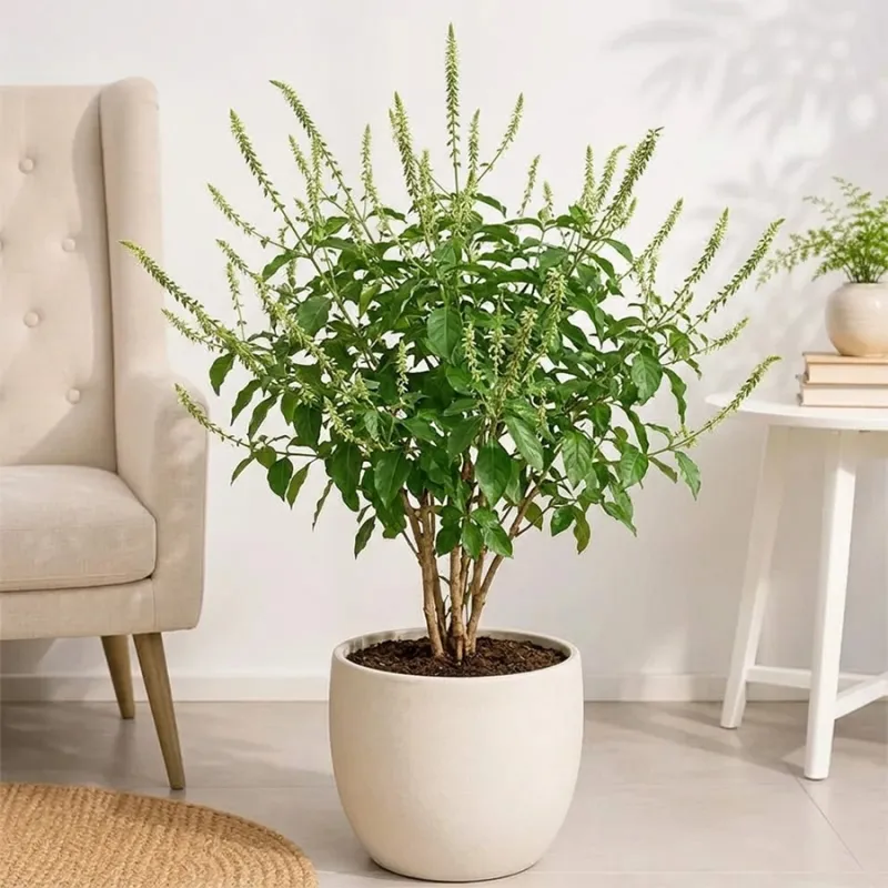 Chirchita Plant