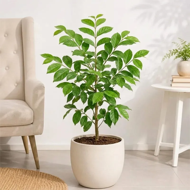 Ankol Plant