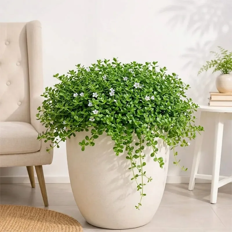 Brahmi Plant