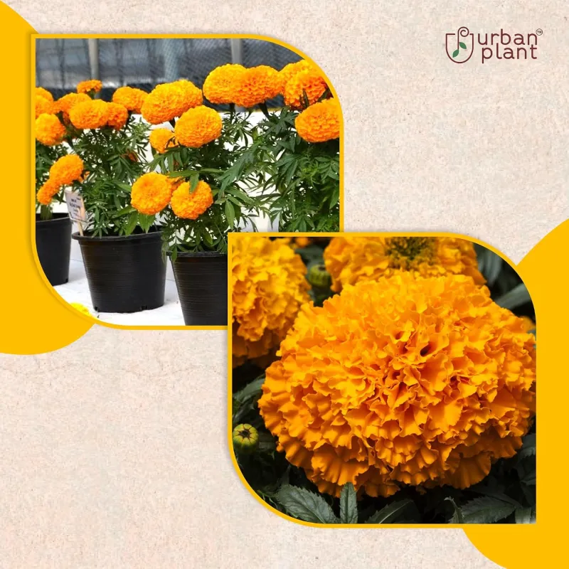 Marigold Big Orange