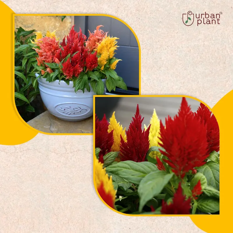 Celosia Mix