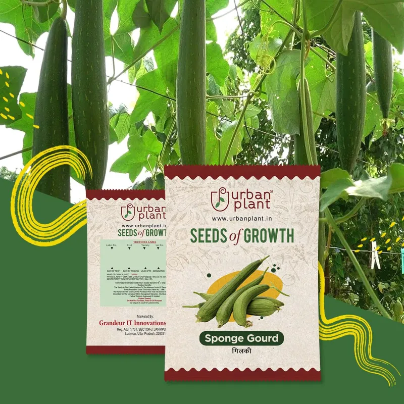 Sponge Gourd