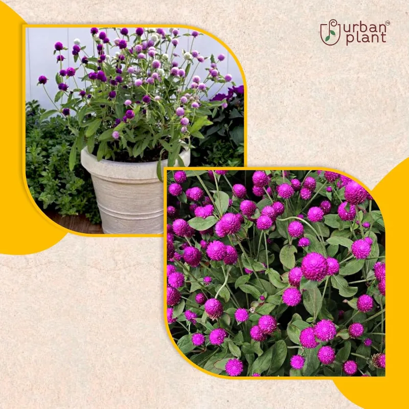Gomphrena Mix