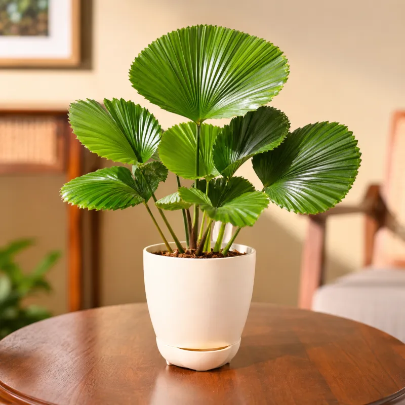Copernicus Plant